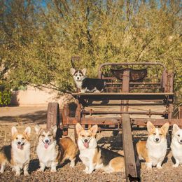 Pembroke Welsh Corgis from Zion Corgis