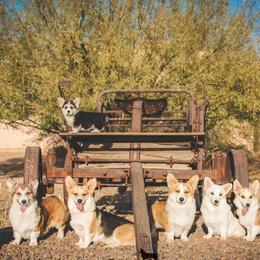Pembroke Welsh Corgis from Zion Corgis