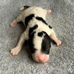 Girl 2 - Parti female Goldendoodle puppy in Jacksonville, Florida from Dandelion Doodles