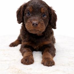 Jameson - Tri-color male Cavapoo puppy in Springfield, Ohio from Dawson's Royal Companions