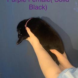 Labrador Retriever Puppies from Shadows Lovely Kennel