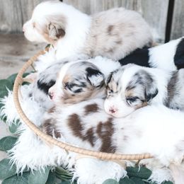 Australian Shepherds from Niyu Aussies