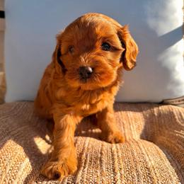 Nemo - Red male Cavapoo puppy in Toms River, New Jersey from CavaloveNJ