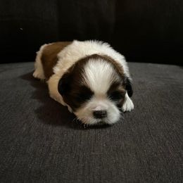 Moose - Shih Tzu
