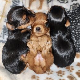 Yorkshire Terrier Puppies from Willow's Standards