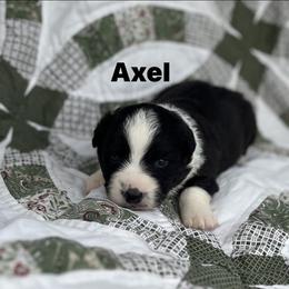 Axel - Black and white male Cardigan Welsh Corgi puppy in Hope, Arkansas from Foxy Knoll Farm