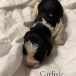 Boy 4 - male English Springer Spaniel puppy in Arcadia, Florida from Redemption Fields Springer Spaniels