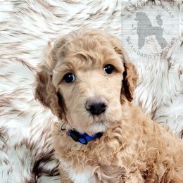 Poodle Puppies from Serene Arenas' Standard Poodles