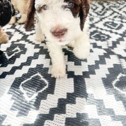 Odyssey - Brown and white female Saint Berdoodle puppy in San Antonio, Texas from Pasatiempo Ranch