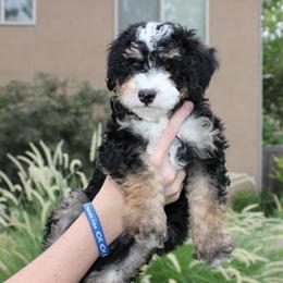Cash - Tri-color male Bernedoodle puppy in Eagle Mountain, Utah from Fur Real Puppies.
