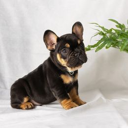 French Bulldog and Pug Puppies from FurEver Canine