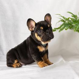 French Bulldog and Pug Puppies from FurEver Canine