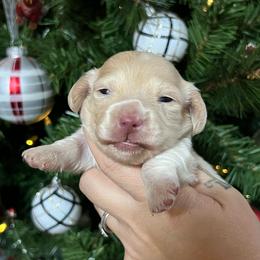 Frosty - Cream male Dachshund puppy in Payette, Idaho from NT Mini Doxies