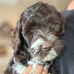 Mossy - Chocolate male Australian Labradoodle puppy in Harrisonville, Missouri from Blessed Day Doodles