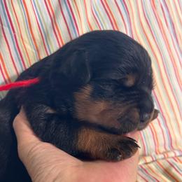 Thunder - Black and mahogany male Rottweiler puppy in Crothersville, Indiana from The Solid Rock Kennel
