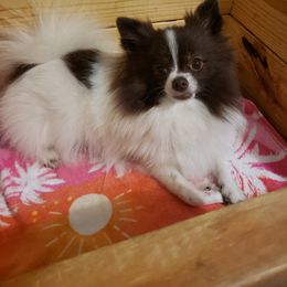 Kimmi - Pomeranian