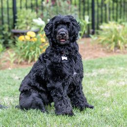 Portuguese Water Dog All Grown Up from Sea and Sky Portuguese Water Dogs