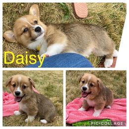 Pembroke Welsh Corgi Puppies from Morgan Corgis