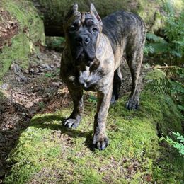 Cane Corso Puppies from Virtue Cane Corso