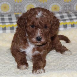 Fantasy - Red  female Goldendoodle puppy in Carnesville, Georgia from Mustard Seed Ranch Goldendoodles
