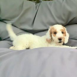 PIA - Parti female Goldendoodle puppy in Temecula, California from Doodle Dreams