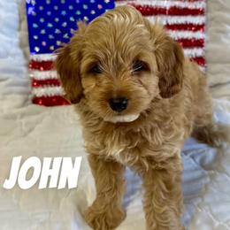 Aussiedoodle, Cockapoo, and Havapoo Puppies from Kaitlen Wood