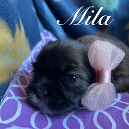 Mila - Red female Shih Tzu puppy in Hemet, California from Aloha Shih Tzu