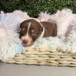 Bunny - Red tri-color male Australian Shepherd puppy in Placerville, California from BFF Aussies