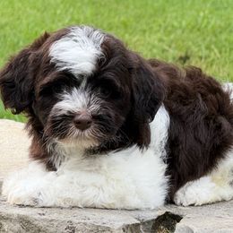 Hope - Chocolate female Havanese puppy in Lancaster, South Carolina from 3 Bs Havanese-PUPPIES with  PURPOSE