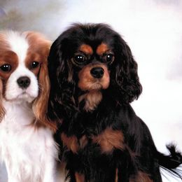 Cavalier King Charles Spaniels from Beariver Cavaliers