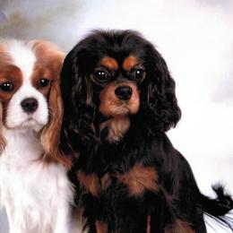 Cavalier King Charles Spaniels from Beariver Cavaliers