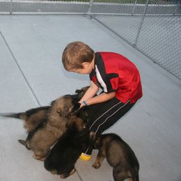 Shiloh Shepherd Puppies from Solace Shilohs
