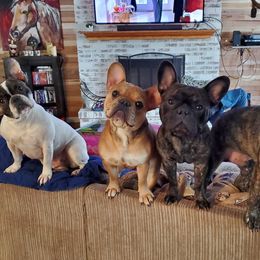 French Bulldogs from Indiana French Bulldog Puppies