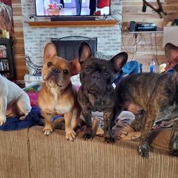 French Bulldogs from Indiana French Bulldog Puppies
