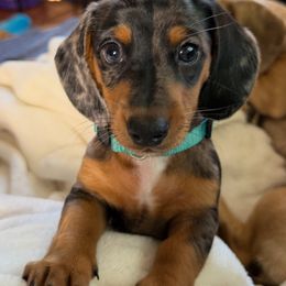Monkey - Dapple female Dachshund puppy in Williamson, New York from Maisy & Meg