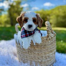 Charlie - Blenheim male Cavapoo puppy in Natural Bridge, Virginia from Padgetts Hill Puppies