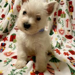 Wenceslas (Dark Blue) - White male West Highland White Terrier puppy in Jefferson, North Carolina from McGuire’s High Country Terriers
