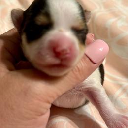 Felix - Chocolate, tan and white male Yorkshire Terrier puppy in Tangipahoa County, Louisiana from Riche’ Louisiana Yorkies
