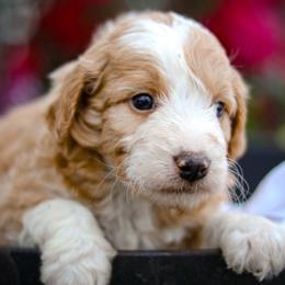 Ringo - Cream male Aussiedoodle puppy in Crete, Nebraska from Doodles & Co