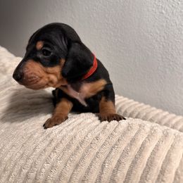 Mario - Black and tan male Dachshund puppy in Los Angeles, California from Dachshunds of the Desert