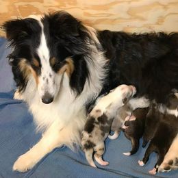 Shetland Sheepdog Puppies from Myers Horse Farms, Inc