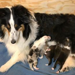 Shetland Sheepdog Puppies from Myers Horse Farms, Inc