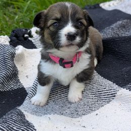Meadow (Pink Collar) - Sable female Pembroke Welsh Corgi puppy in Tonkawa, Oklahoma from Oaken Ridge Corgis