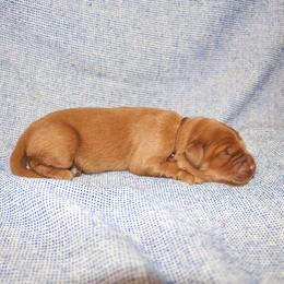 Ariel - Dark golden female Golden Retriever puppy in New Weston, Ohio from Bertke AKC Golden Retrievers and Bernese Mountain Dogs