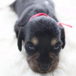 Herminie - Black and cream female Dachshund puppy in Morrow, Ohio from Courtney’s Colorful Doxies