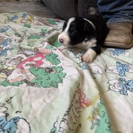 Midnight - Black and white Border Collie puppy in Defuniak Springs, Florida from Blue Cypress Stock dogs