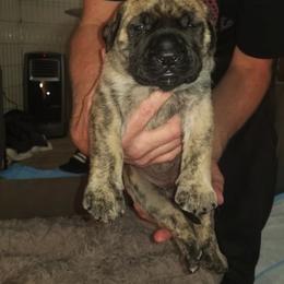 Mastiff Puppies from Eagle Clan Mastiffs