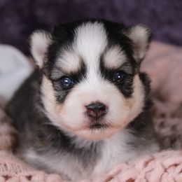Tuli - Black and white female Pomsky puppy in Albany, Indiana from Hatz Off Puppies
