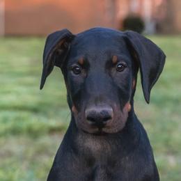 Bidziil(Green) - Black and rust male Doberman Pinscher puppy in Shelby, North Carolina from IronBee Dobermans