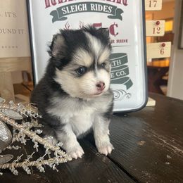Survivor - Black and white male Pomsky puppy in Rathdrum, Idaho from Smart Pomskies and Frenchies